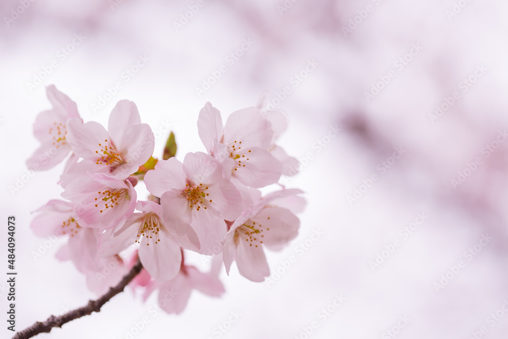 ベビーピンクの桜の花　アップ