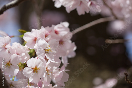 陽を浴びる桜の花 アップ