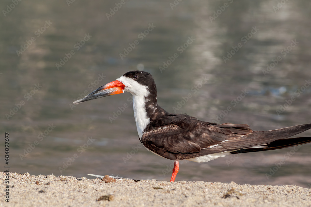 Adult Black Skimmer (Rhynchops niger) in Malibu Lagoon, California, USA Adult Black Skimmer (Rhynchops niger) in Malibu Lagoon, California, USA
