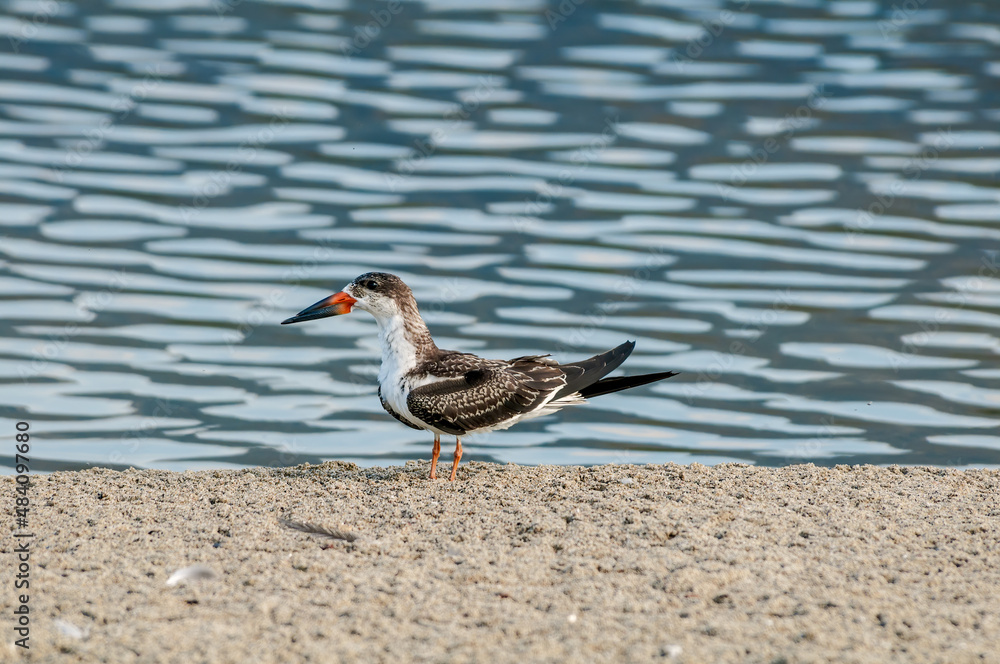 Immature Black Skimmer (Rhynchops niger) in Malibu Lagoon, California, USA Immature Black Skimmer (Rhynchops niger) in Malibu Lagoon, California, USA
