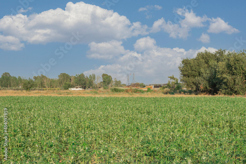 Landscape image of beautiful sesame field in a village of Antalya under blue sky and white clouds.