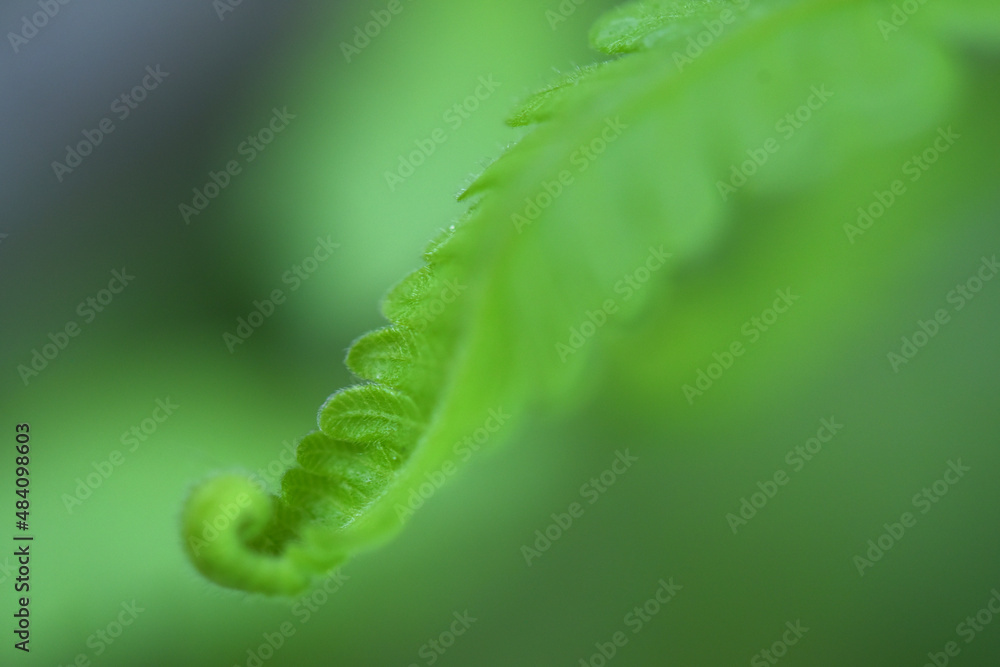 fern leaves on green background fern leaves on green background