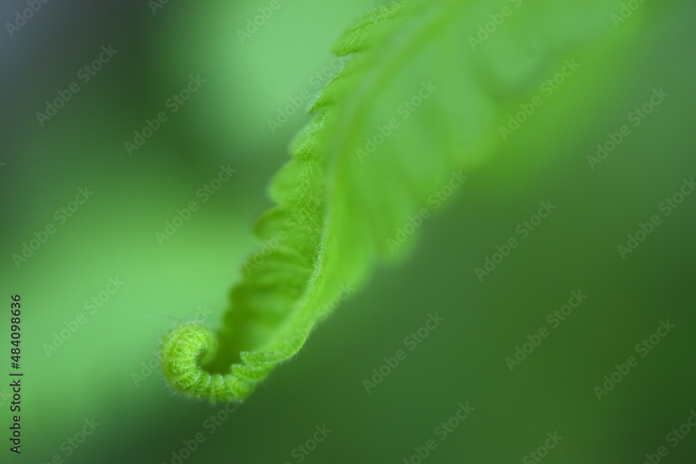 fern leaves on green background fern leaves on green background