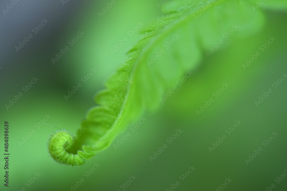 fern leaves on green background fern leaves on green background