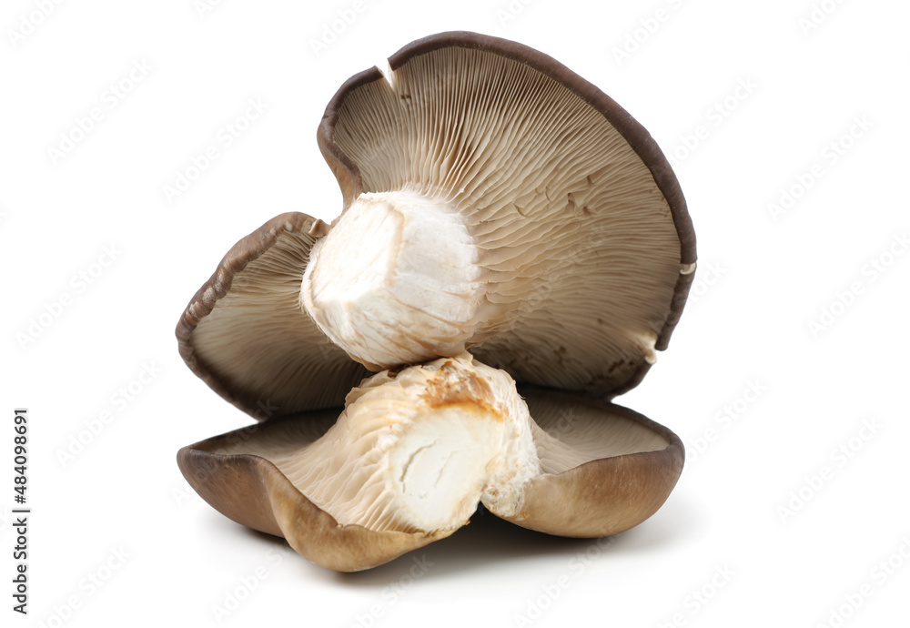 oyster mushroom on white background oyster mushroom on white background