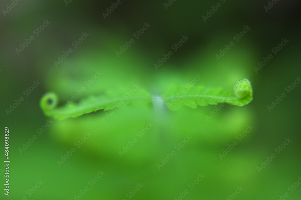 fern leaves on green background fern leaves on green background