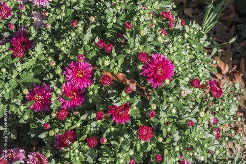 Florist's Daisy (Chrysanthemum morifolium) in garden