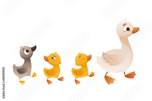 Goose family. Mother and her babyies. Ugly duckling fairy tale cartoon vector illustration photo