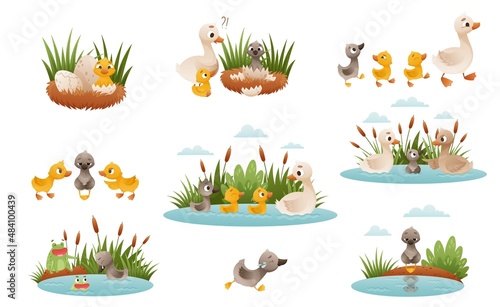 Ugly duckling fairy tale. Duckling is born into family of geese cartoon vector illustration