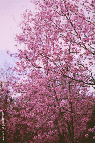 Wallpaper Mural Wild Himalayan Cherry Blossom on tree, beautiful pink sakura flower at winter landscape tree with blue sky Torontodigital.ca