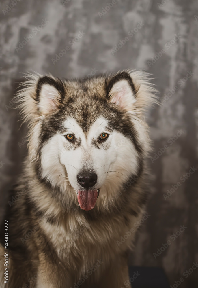 Adorable young Alaskan Malamute. Young dog indoor portrait. Friendly smile, brown eyes, white snout. Selective focus on the details, blurred background.