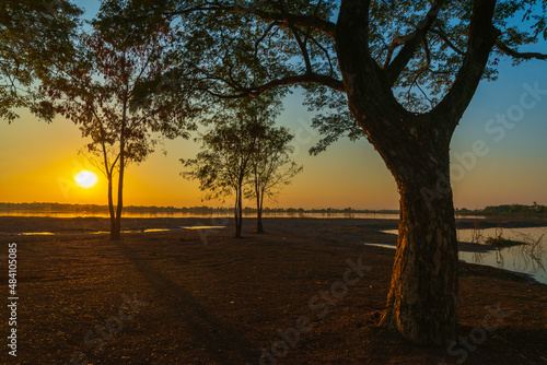 tree at sunset