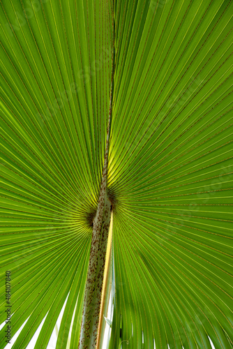 detail of palm tree leaf gives a harmonic background