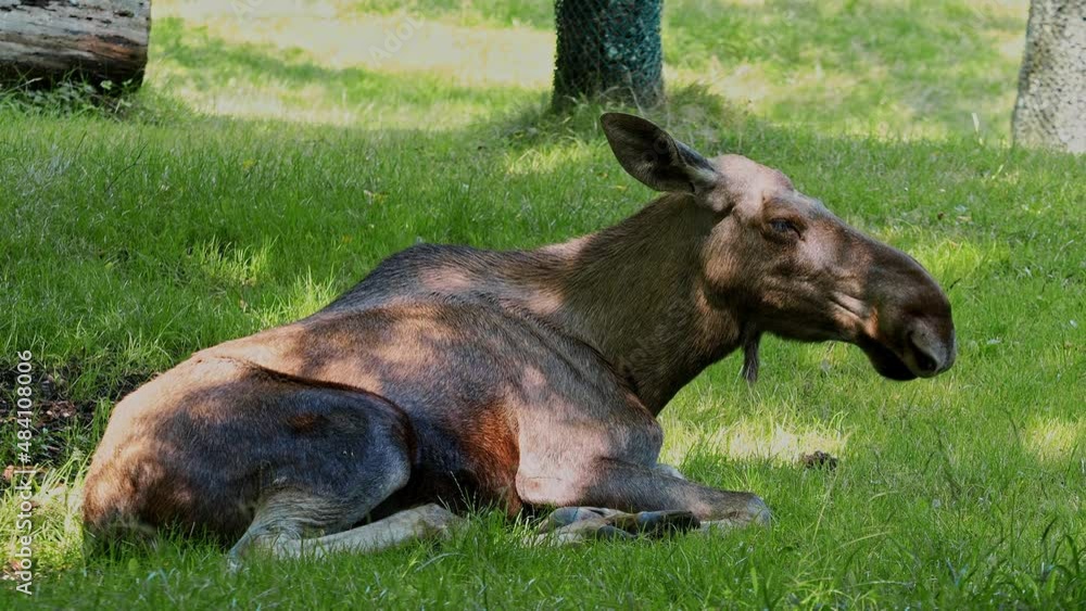 The moose or elk, Alces alces is the largest extant species in the deer family. Moose are distinguished by the broad, flat, or palmate antlers of the males. The moose or elk, Alces alces is the largest extant species in the deer family. Moose are distinguished by the broad, flat, or palmate antlers of the males.