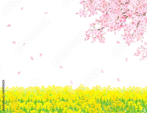青空の下、菜の花の咲く河川敷に自転車と美しく華やかな花びら舞い散る春の桜のフレーム背景素材
