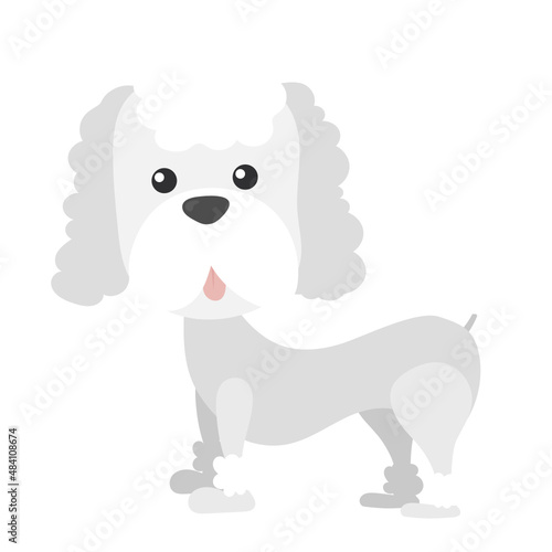 poodle flat icon