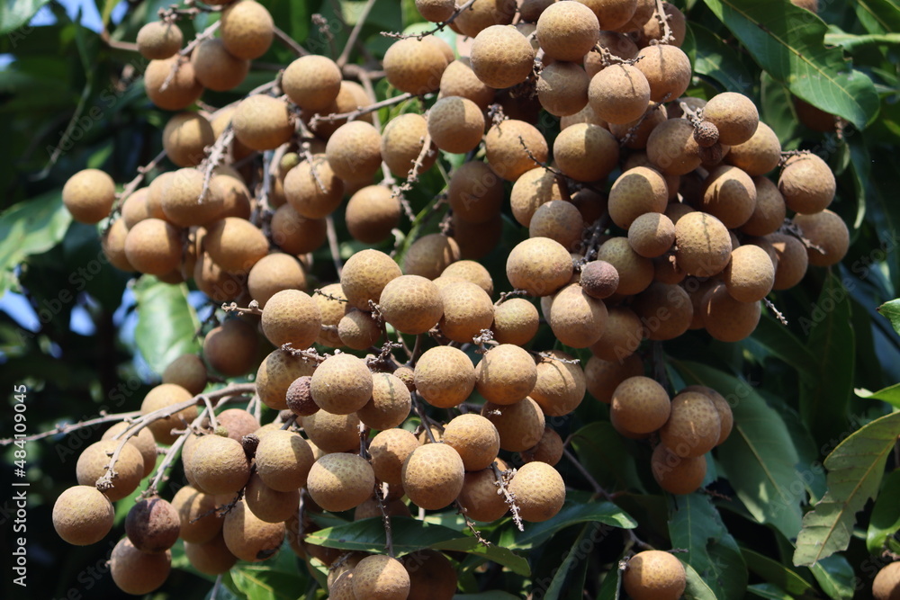 Dimocarpus longan, commonly known as the longan, is a tropical tree