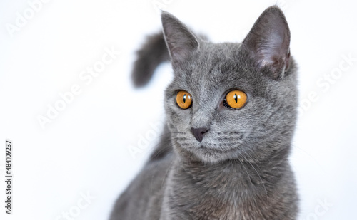 head of a cute big english cat on white background