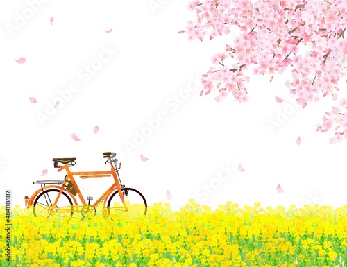 菜の花の咲く河川敷に自転車と美しく華やかな花びら舞い散る春の桜ののどかな風景白バックフレーム背景素材
