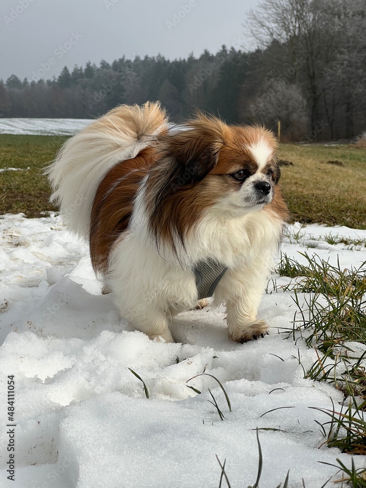Kleiner Hund steht bei Wind im Schnee und blickt zur Seite.
Hündin, Wald, Winter, Jahreszeit, Gras, Feldrand, Waldweg, Natur, im Freien