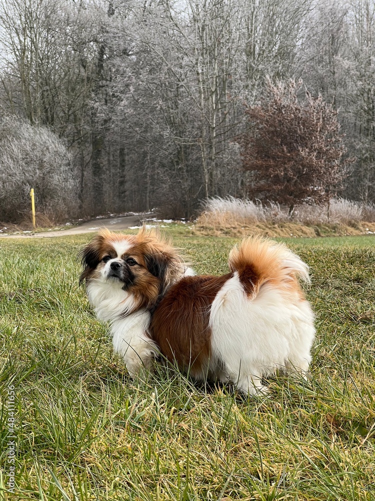 Kleiner Hund steht im Gras in einer Winterlandschaft vor einem Wald.
Winter, Jahreszeit, Spaziergang, windig, kalt Kleiner Hund steht im Gras in einer Winterlandschaft vor einem Wald.
Winter, Jahreszeit, Spaziergang, windig, kalt