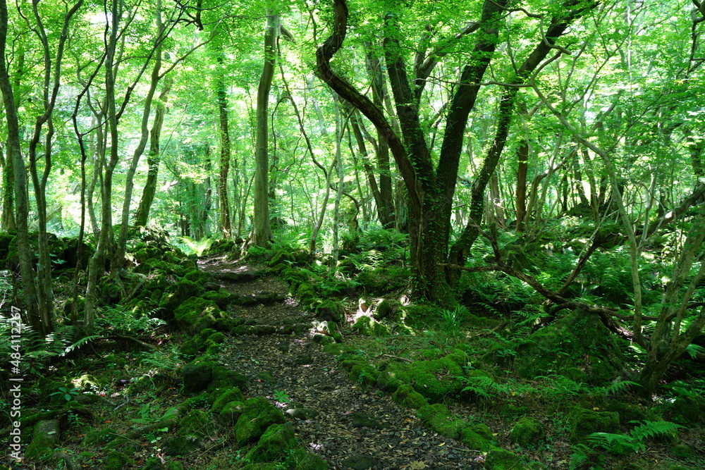 thick wild forest with a path thick wild forest with a path