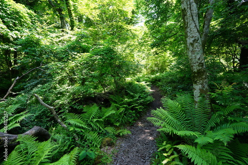 thick wild forest with a path