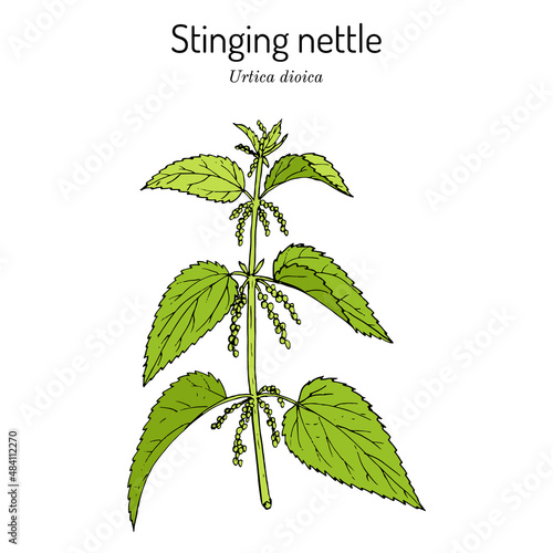 Stinging nettle, Urtica dioica, medicinal plant