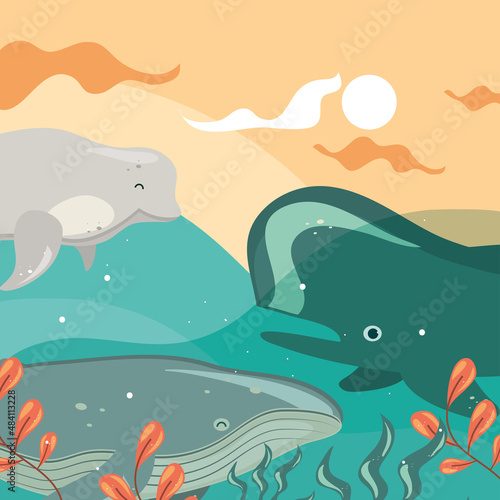 whales in the sea