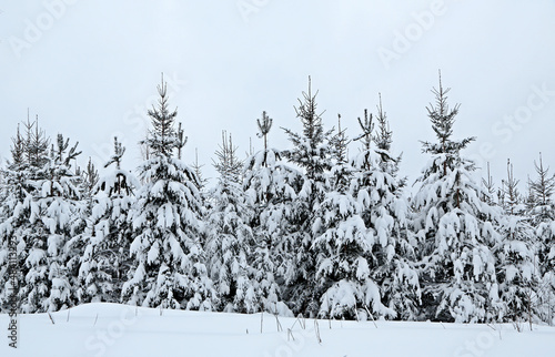 Young forest under heavy snow cover