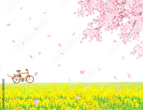 菜の花の咲く河川敷に自転車と美しく華やかな花びら舞い散る春の桜ののどかな風景白バックフレーム背景素材