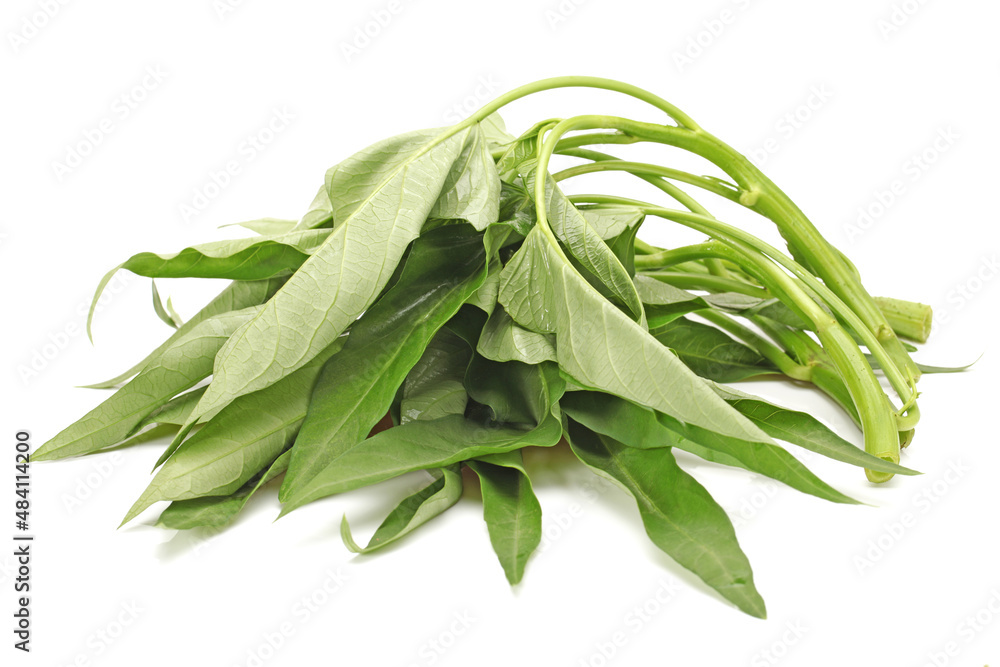 Water spinach isolated on white background Water spinach isolated on white background