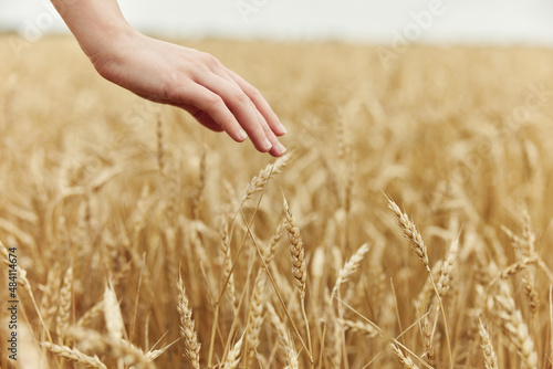 Image of spikelets in hands spikelets of wheat harvesting organic harvest