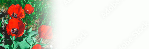 Red tulips in the garden. Spring banner. Close-up. copy space.