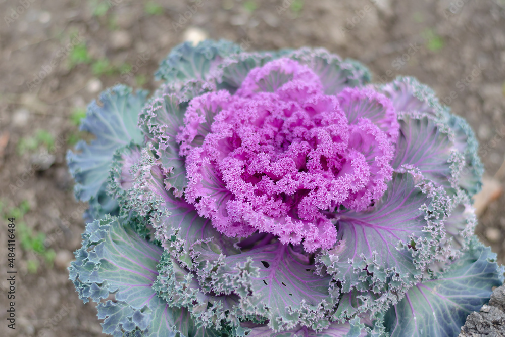 Obraz premium Ornamental kale in the backyard or farmer's bed. A colorful vege