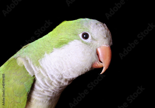 Quaker Parrot close up on Black Background