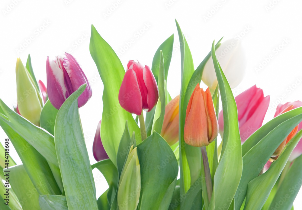 Tulips with different colors and green leaves and stems Tulips with different colors and green leaves and stems
