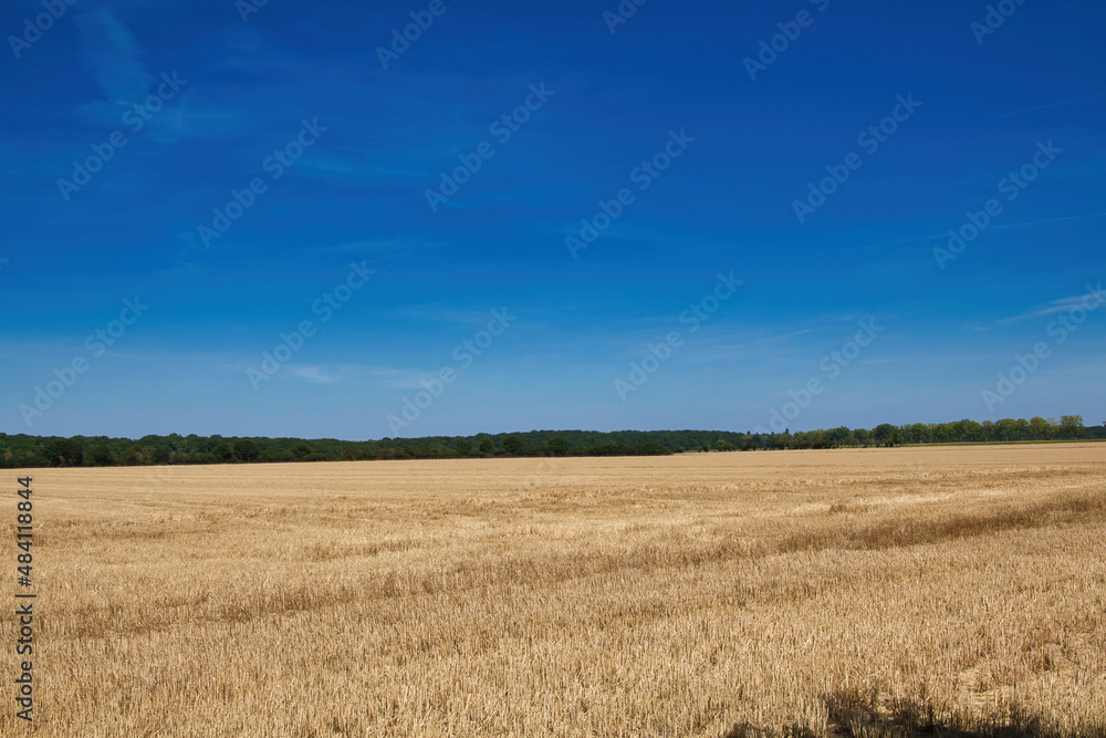 wheat field in the summer