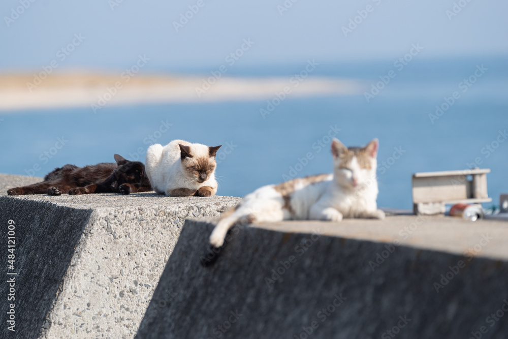 Fototapeta premium のんびり過ごす猫