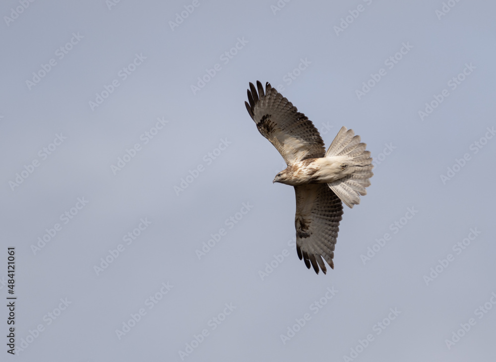 Fototapeta premium 上空を舞うノスリ