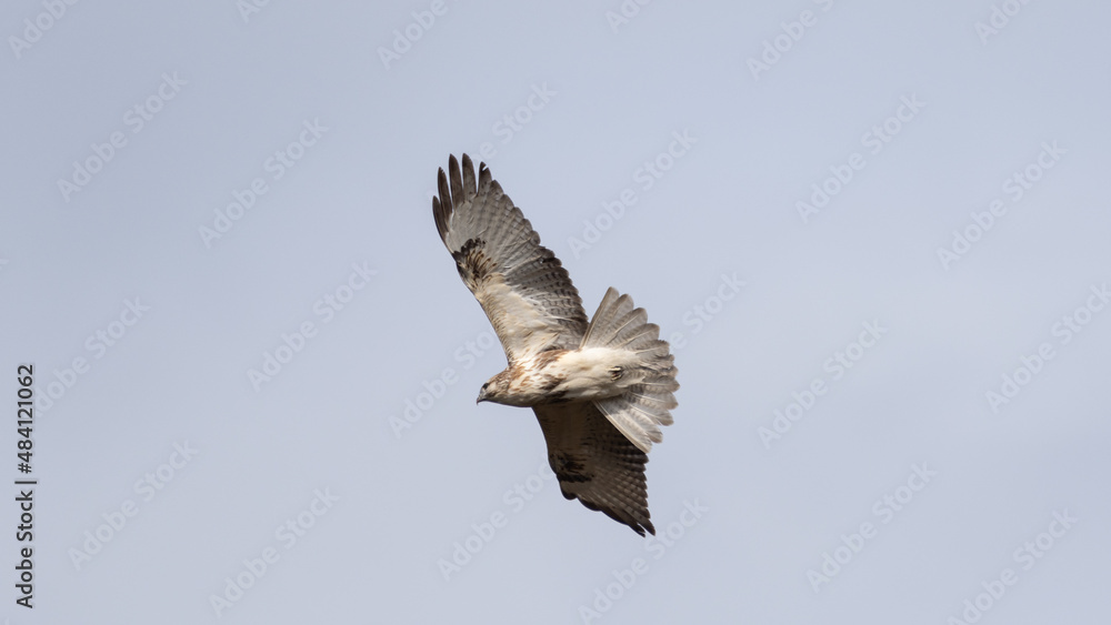 Obraz premium 上空を舞うノスリ