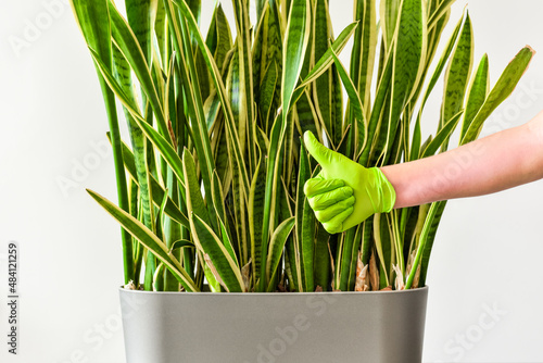 Hand in a green glove shows a thumbs up sign after care and watering a houseplant. Care, cultivating and watering of decorative indoor plants. photo