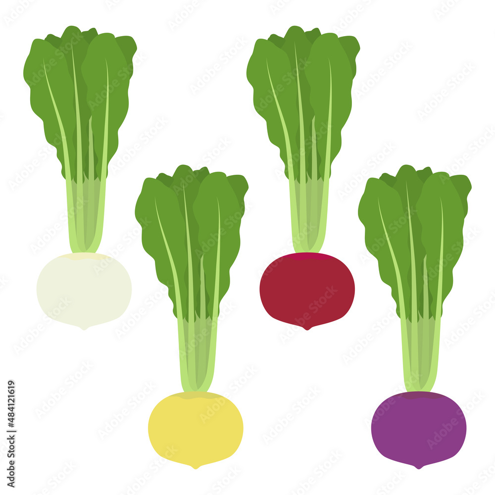 カラフルな蕪のイラスト Stock Vector Adobe Stock カラフルな蕪のイラスト Stock Vector Adobe Stock