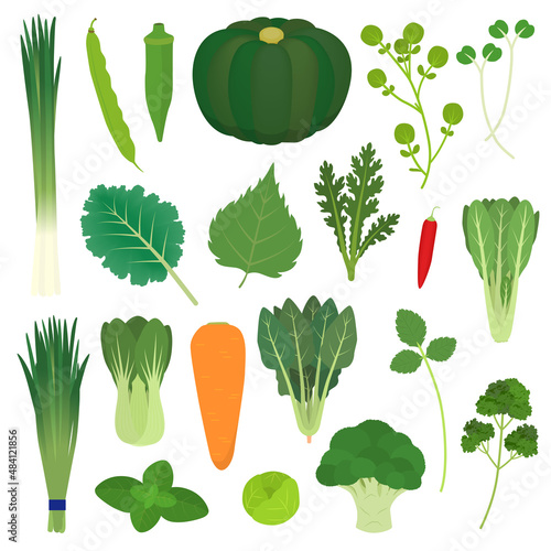 緑黄色野菜のイラスト