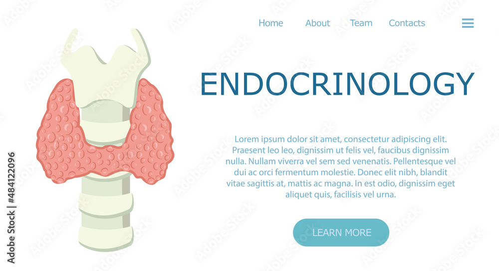 Endocrinology template and banner. Flat vector illustration. Medical