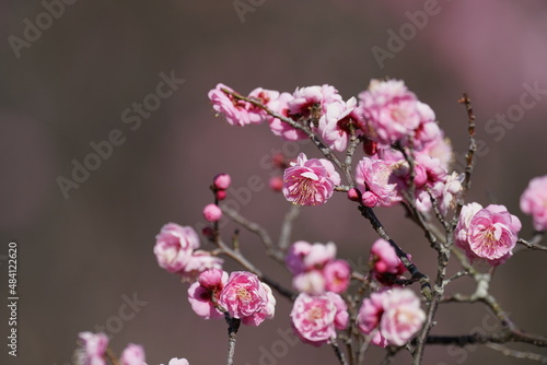 plum flower in blossom © Matthewadobe