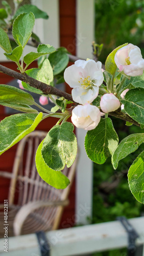 apple flowers in the garden, apple tree blooming