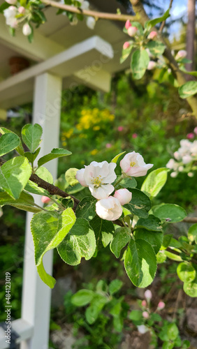 apple tree blossom