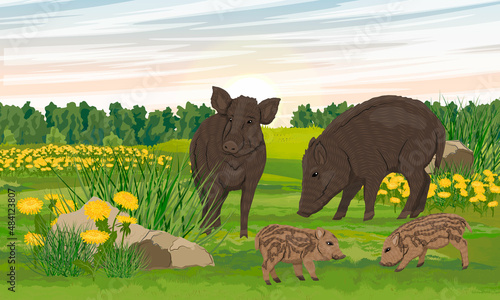 A pair of wild boars with piglets in a meadow with blooming dandelions. Realistic summer vector landscape