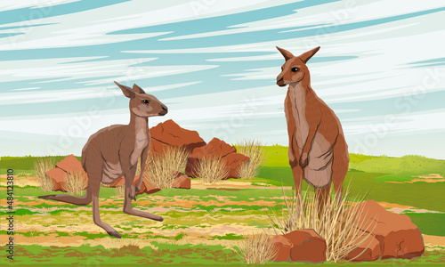 A pair of Australian big red kangaroo in the meadow with grass and red stones. Endemic species of Australia. Realistic vector landscape